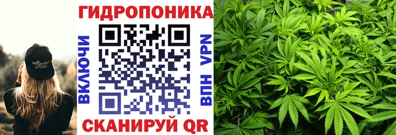 купить  цена  Оса  Шишки марихуана сатива 